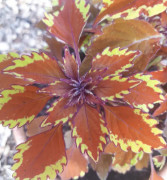 Palettblad Sävar Fröplants Copper!