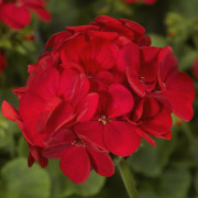 Pelargon "Multibloom Red" F1 5 frö