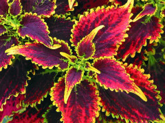 Palettblad stickling "Sky Fire" rotad stickling