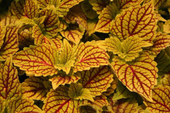 Palettblad stickling "Golden Dreams" rotad stickling