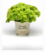 Palettblad "Premium Sun Lime Delight "5 frö