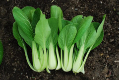 Pak Choi Joi Choi F1 15 frö