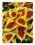 Stained Glassworks Raspberry Tart Stickling