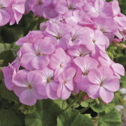Pelargon "Multibloom Lavender" F1 5 frö
