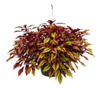 Terranova Allspice Stickling