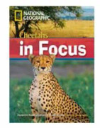 Cheetahs in Focus