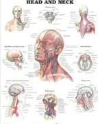 Head and Neck Anatomical Chart