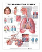 The Respiratory System Anatomical Chart