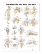 Ligaments of the Joints Anatomical Chart