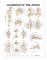 Ligaments of the Joints Anatomical Chart