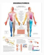 Dermatomes Anatomical Chart