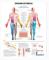 Dermatomes Anatomical Chart