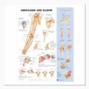 Shoulder and Elbow Anatomical Chart