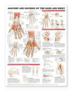 Anatomy and Injuries of the Hand and Wrist Anatomical Chart