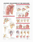 Anatomy and Injuries of the Shoulder Anatomical Chart