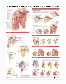 Anatomy and Injuries of the Shoulder Anatomical Chart