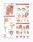 Anatomy and Injuries of the Shoulder Anatomical Chart