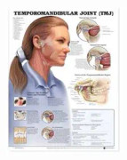 Temporomandibular Joint (TMJ) Anatomical Chart