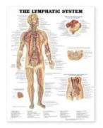 The Lymphatic System Anatomical Chart