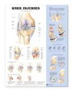 Knee Injuries Anatomical Chart
