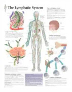 Lymphatic System Paper Poster