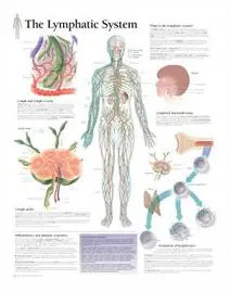 Lymphatic System Paper Poster