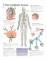 Lymphatic System Paper Poster