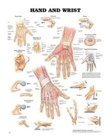 Hand and Wrist Anatomical Chart