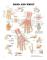 Hand and Wrist Anatomical Chart