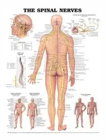 The Spinal Nerves Anatomical Chart