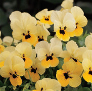 Pense /Viola F1 Sorbet Primrose Blotch 8 frö