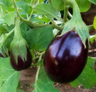Aubergine ´Black Beauty´ 50 st frön