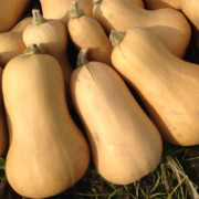 Butternutpumpa 'Havana' yrkesodlarfrö