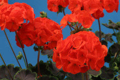 Pelargon F1 Night Scarlet 5 frö
