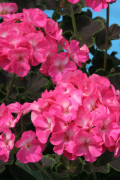 Pelargon F1 Night Rose