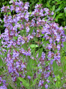 Salvia-Kryddsalvia ca 65 frön