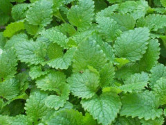 Citronmeliss 300 frö