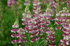 Lupin Avalune Red /White ca 30 frön ( vi väger)