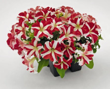 Petunia Success Red Star 5 frö