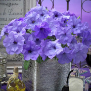 Petunia häng "Evening Scentsation" Doftande! 5 frön