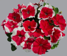 Petunia F1 "Limbo Red Picotee" 15 frön