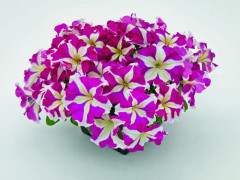 Petunia Success HD Rose Star F1 10 pellets