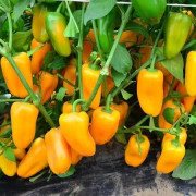 Paprika "Snackbite Yellow" (Snackpaprika) 5 frön