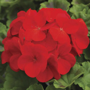 Pelargon Pinto Premium Deep Scarlet 5 frö