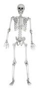 Skelett, Fullstort - 170 cm