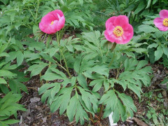 Pion Mollis, Luddpion rosa enkel, levereras from vecka 11