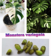 2023 news Fröer: Monstera variegata