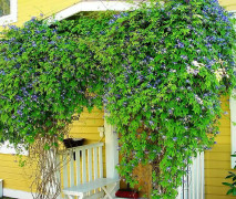 2023 New Seeds Snabbväxande Humle "Columbus" (from USA), Fast growing Hop seeds