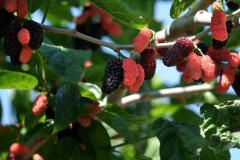 10 seeds (S) Mullbär, mull berries