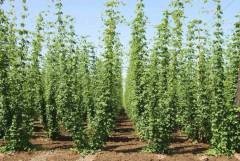 Sista chansen, Snabbväxande Humle Wai-iti from New Zealand Hop seeds